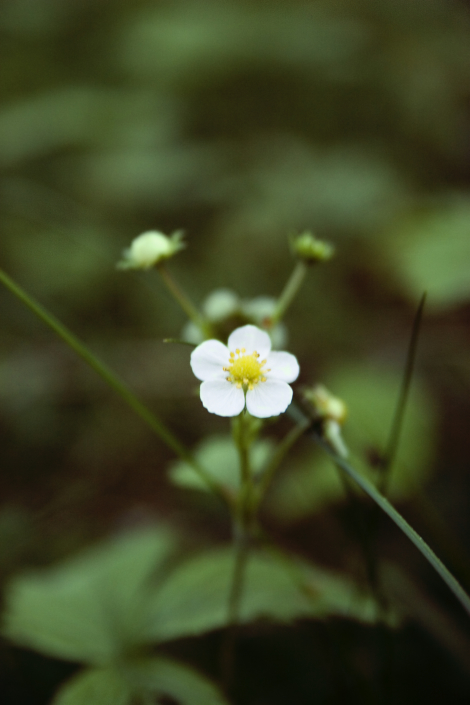 Naturlek